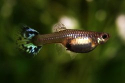 画像2: シンガーアクアマリンiiブルーモザイク（サイズL）