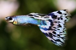 画像3: シンガーアクアマリンiiブルーモザイク（サイズL）