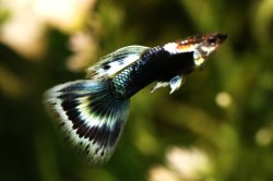 画像1: グリーンモザイクタキシードピングークロス系（サイズM