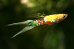 画像1: ゴールデンプラチナライヤーテール（サイズM）