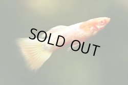 画像3: RREAコーラルドイツイエロータキシード（サイズM）