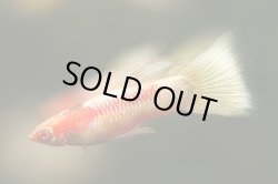 画像1: RREAコーラルドイツイエロータキシード（サイズM）