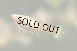 画像2: RREAコーラルドイツイエロータキシード（サイズM）