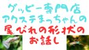 画像: グッピーの尾びれの形状のお話し