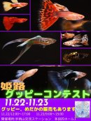 画像: 臨時休業のお知らせ。