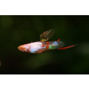 画像: RREAエンドラーズHybシルバラドボトムソード