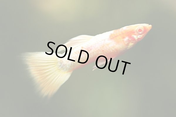 画像3: RREAコーラルドイツイエロータキシード（サイズM）