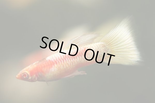 画像1: RREAコーラルドイツイエロータキシード（サイズM）