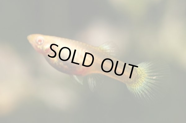 画像2: RREAコーラルドイツイエロータキシード（サイズM）