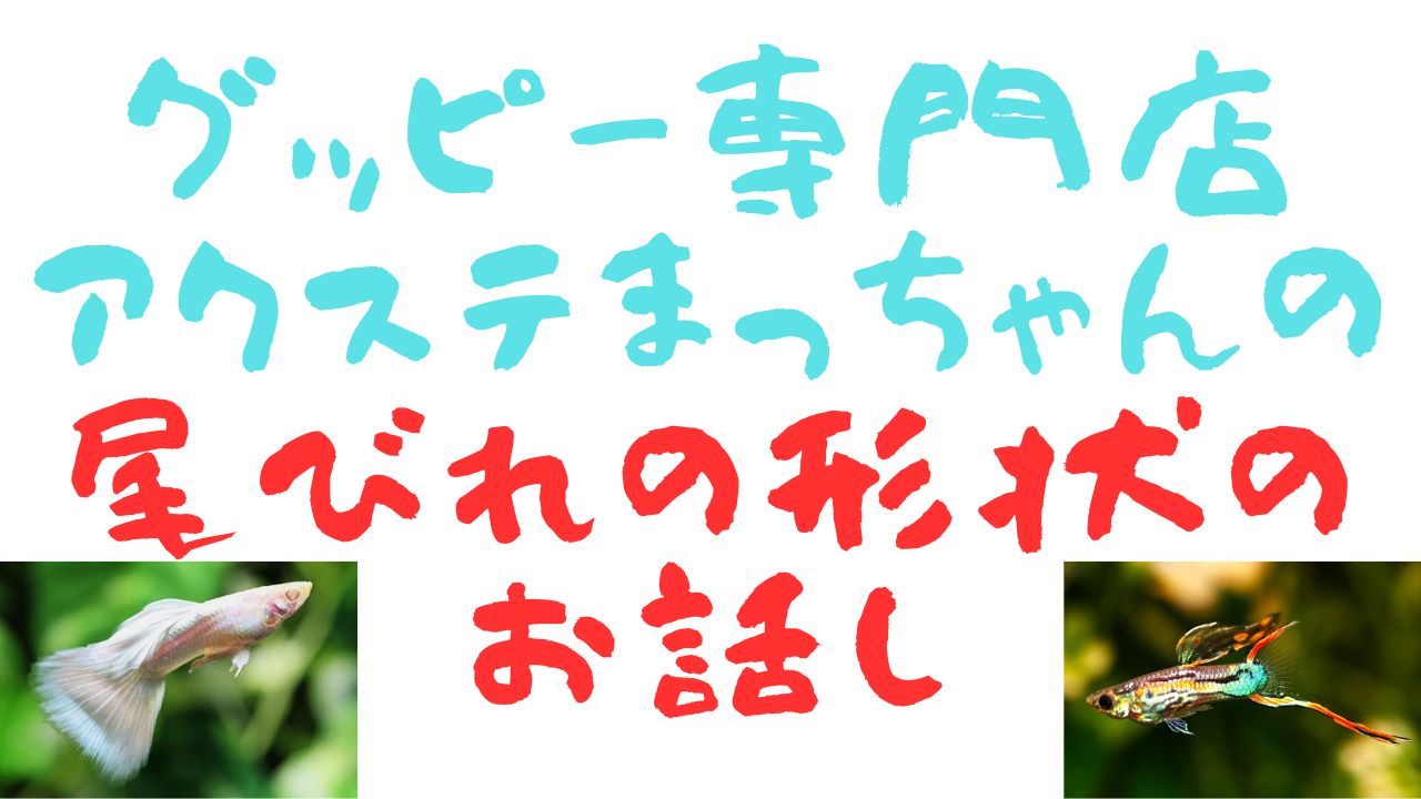 画像: グッピーの尾びれの形状のお話し
