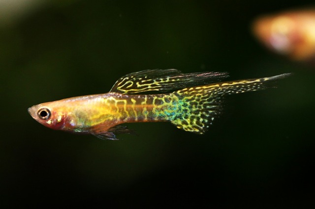 画像: ゴールデンジャパンブルー（サイズM）