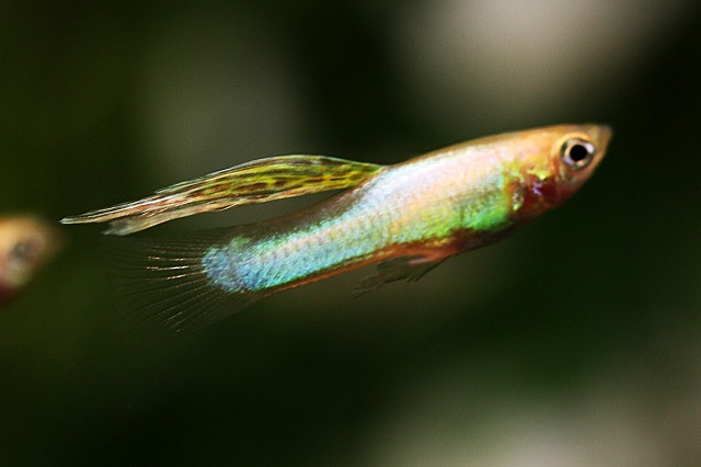 画像1: ゴールデンジャパンブルー（サイズM）