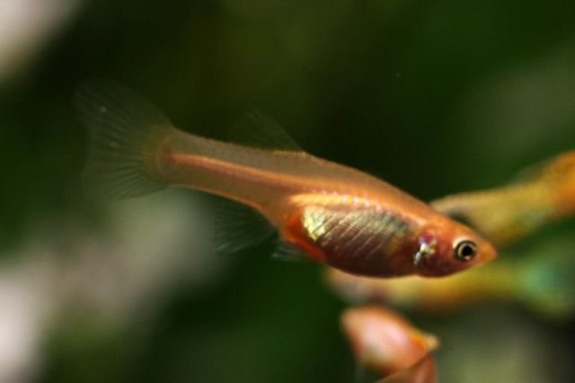 画像2: ゴールデンジャパンブルー（サイズM）