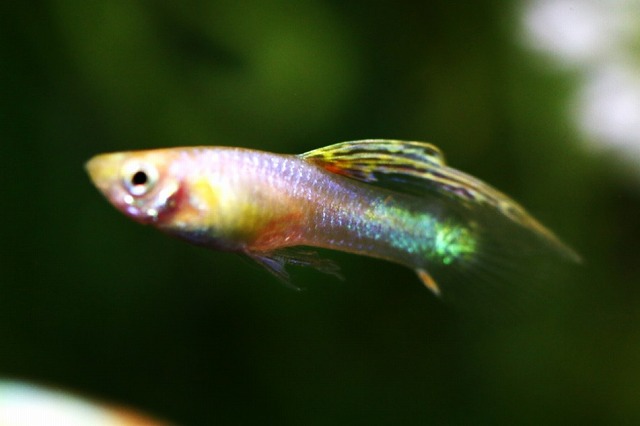 画像3: ゴールデンジャパンブルー（サイズM）