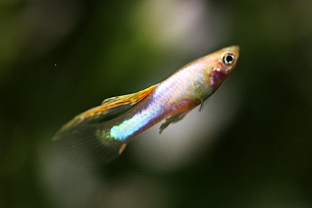 画像4: ゴールデンジャパンブルー（サイズM）