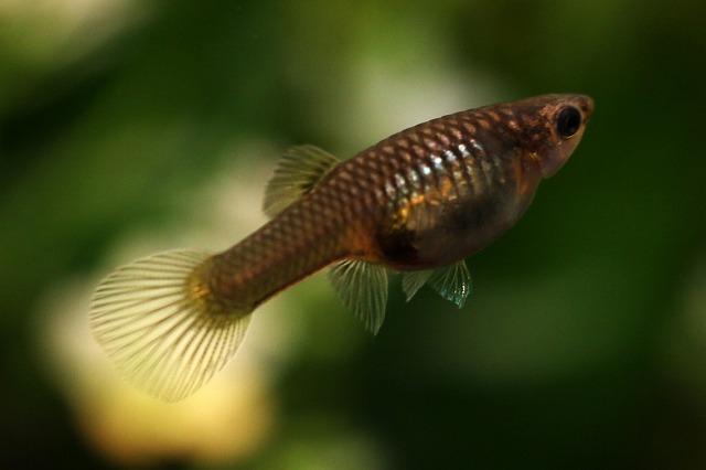 画像2: プラチナライヤーテール（サイズM）