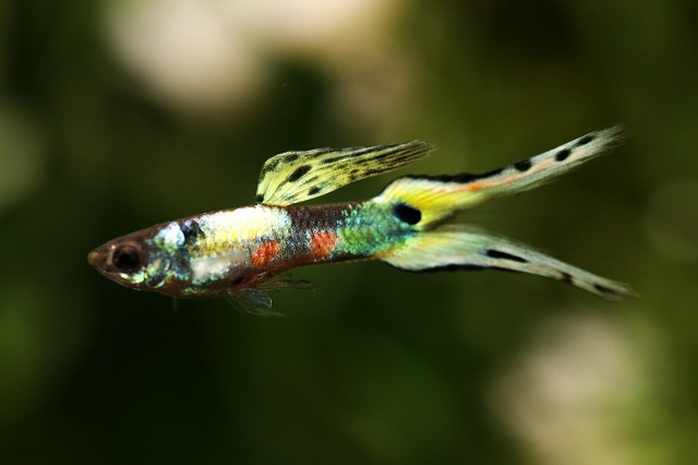 画像1: プラチナライヤーテール（サイズM）