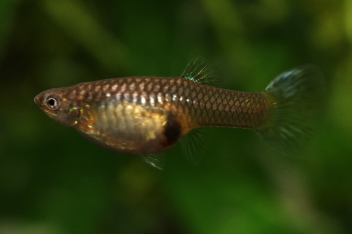 画像2: ガラスのグラス（サイズL）