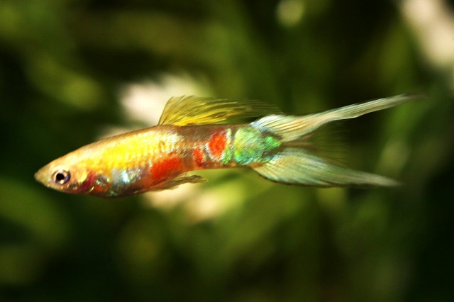 画像3: ゴールデンプラチナライヤーテール（サイズM）