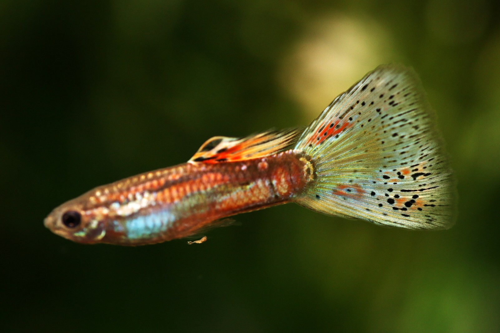 画像1: ガラスのグラス（サイズL）