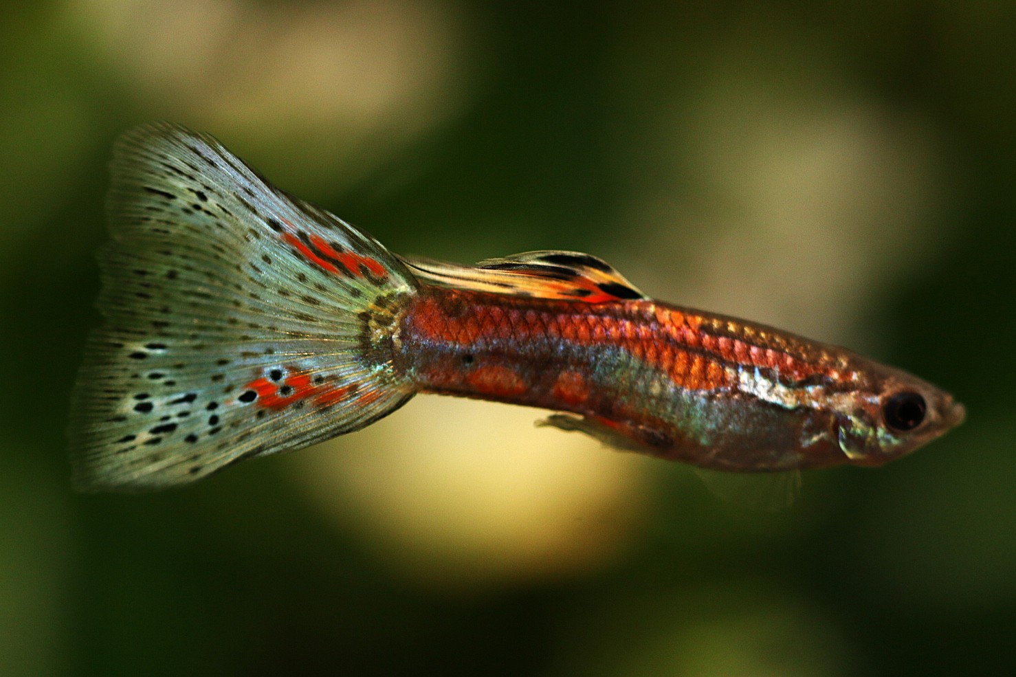 画像3: ガラスのグラス（サイズL）